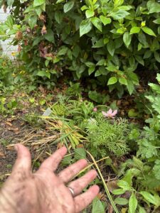 a dirty hand displays a freshly planted flower