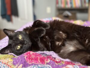 portrait of a black cat lounging on a purple quilt