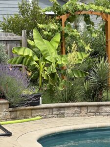 the edge of a pool, surrounded by hardy tropical plants 