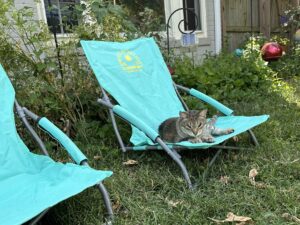 a tiger striped grey cat sits in a low beach chair on the grass