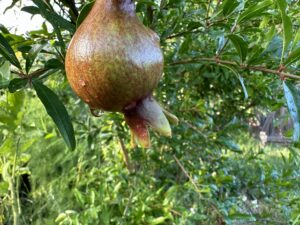 a young pomegranate grows on a tree